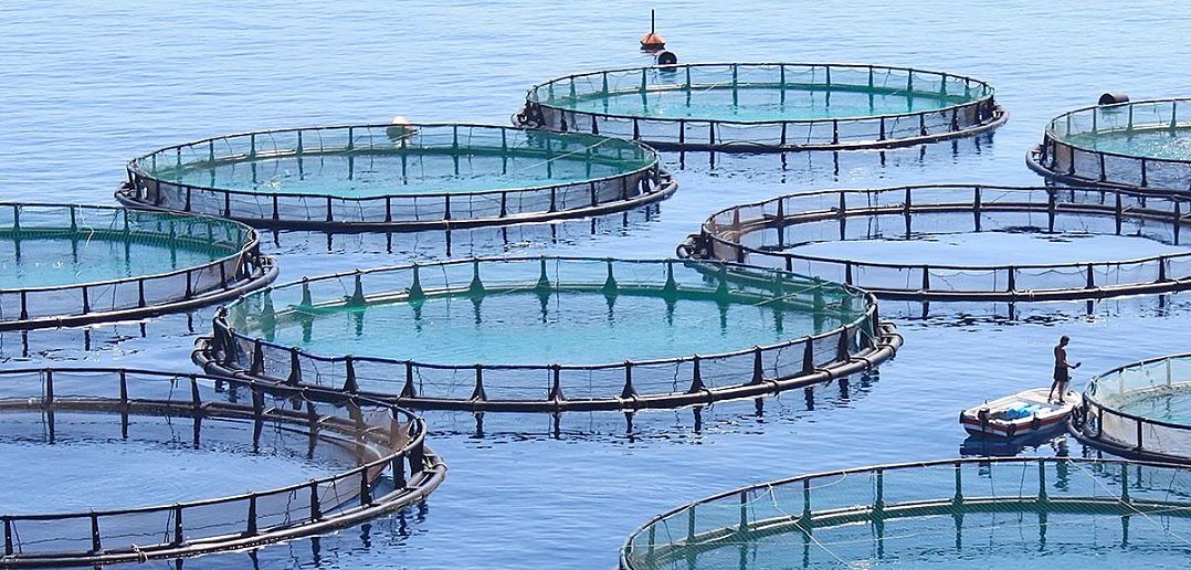 Aquaculture systems